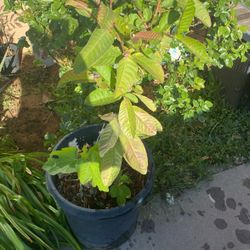 Árboles De Guayaba Blanca