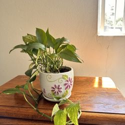 Pothos Plant