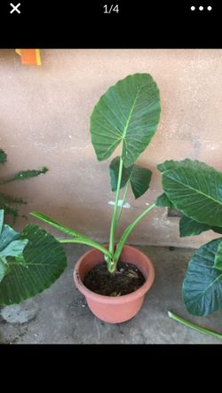 Elephant ear plant