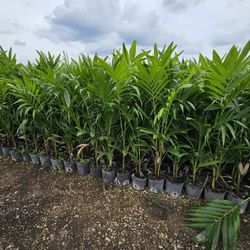 crhistmas Palms Single  Double  triple staring  $15 and up all sizes  available  6 feet 7 feet 8 feet 9 feet and taller 