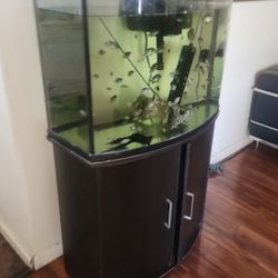 Fish Tank 