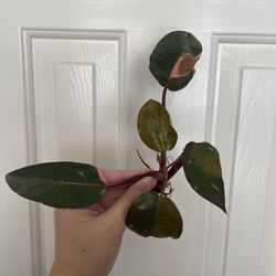 Philodendron Pink Princess Plant CUTTING -rooted