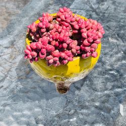 Succulent, Crassula Elegance 