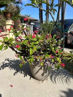 Crown of thorns