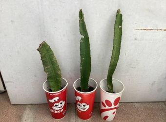 Yellow dragon fruit plants