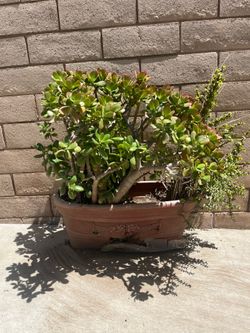 Big plant