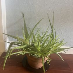 Large Aloe Vera Plant