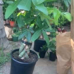 Money Tree
