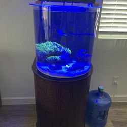 Salt Water Fish Tank 