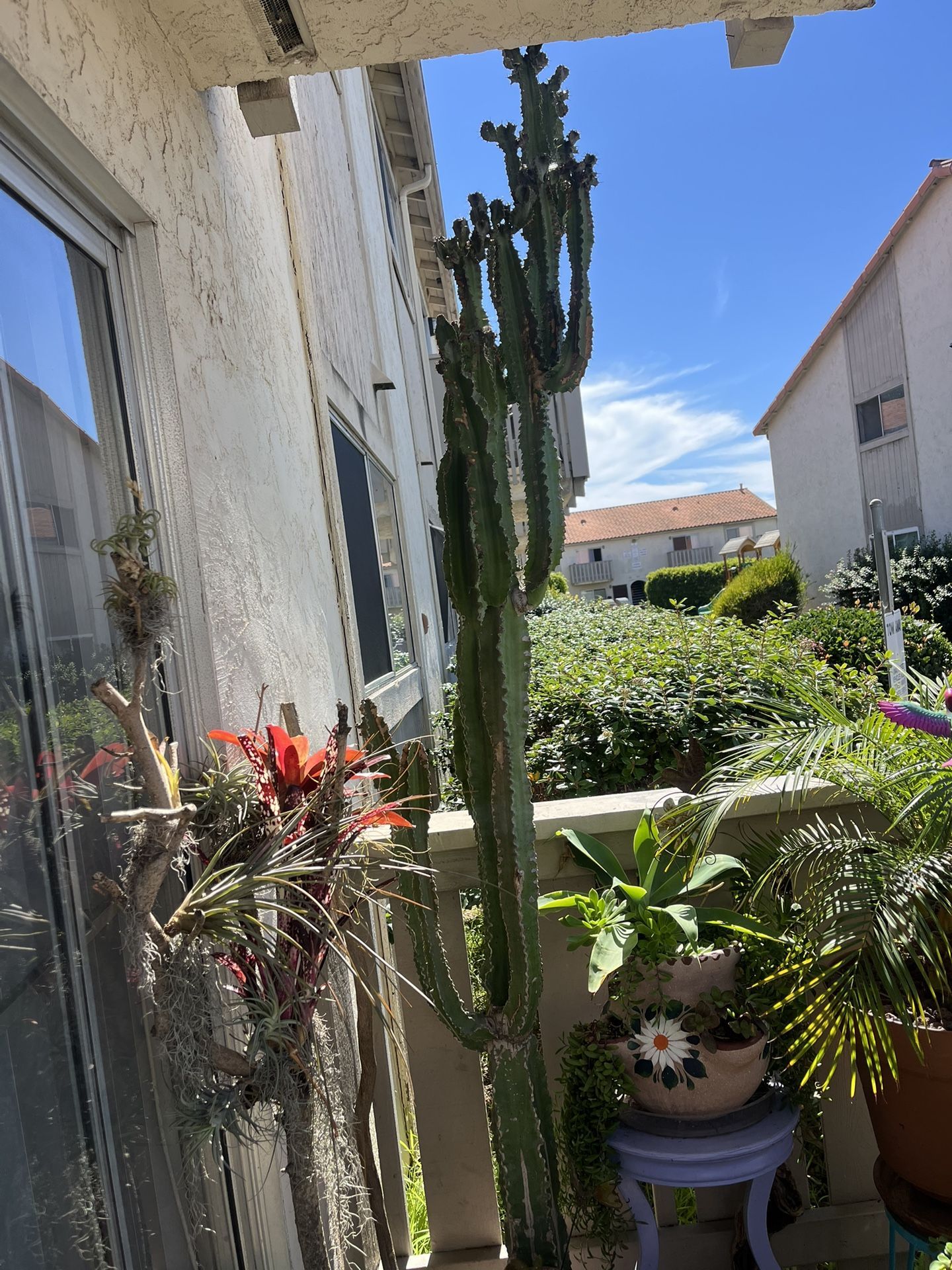 Extra Large Cacti - Cactus, Succulent