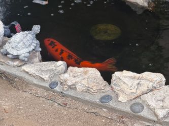 Pond