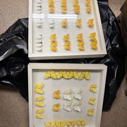 Framed Butterflies