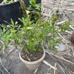 Big Red Pomegranate Tree Pot