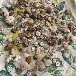 Crystals And Fossils