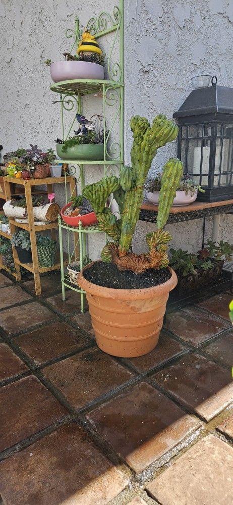 Huge Rare Gorgeous Crested Monstrous Cactus A.K.A. Cereus Peruvianus Monstrous Apple Cactus