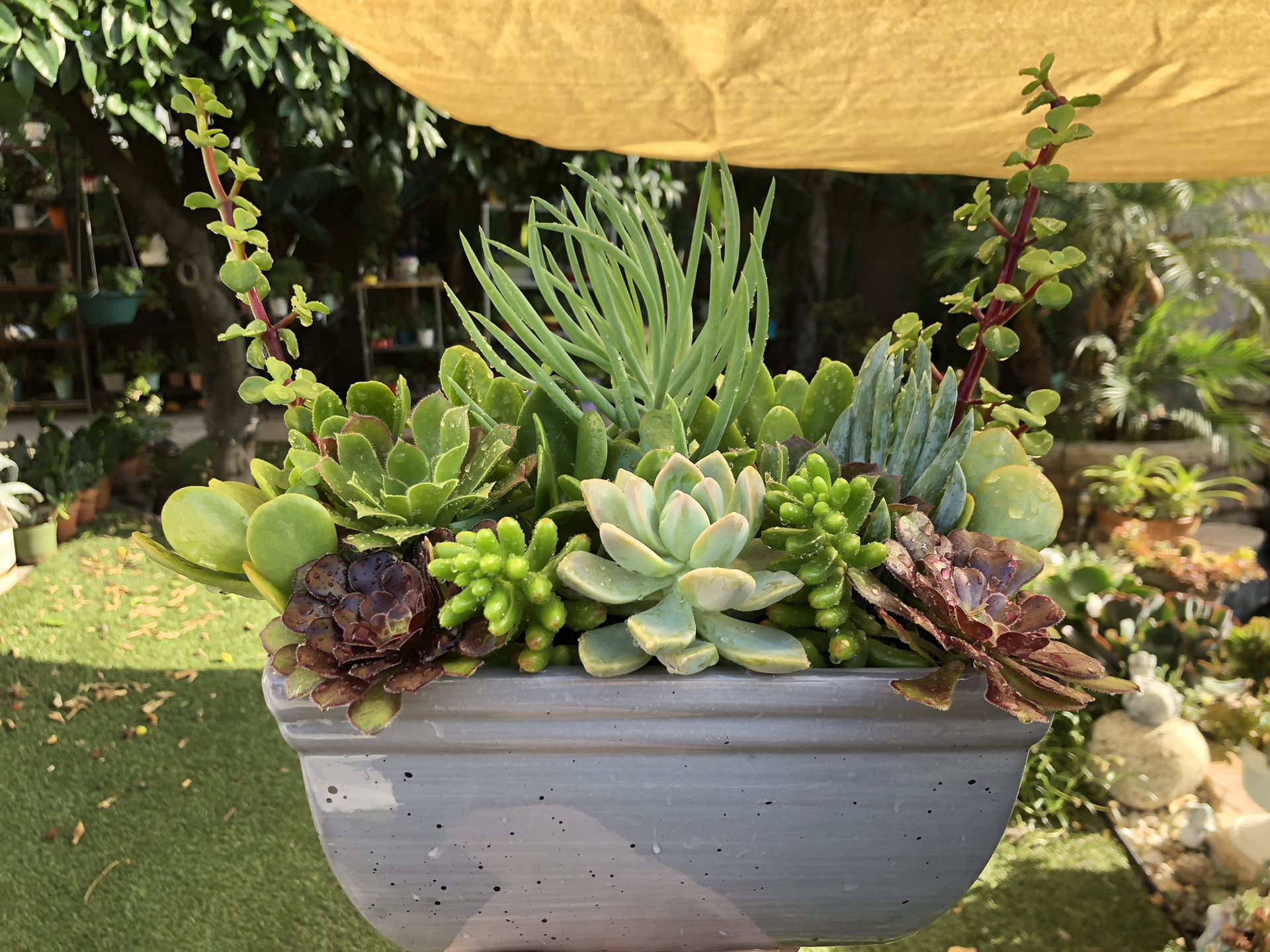 Very beautiful succulent arrangement in a beautiful ceramic pot