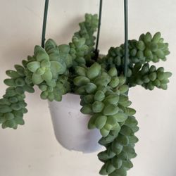 Donkey Tail Small Plant, In 4 Inch Hanging Pot  Pick Up Only