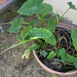 Alocatia Plants