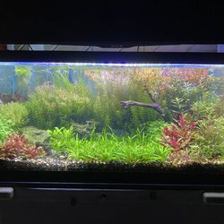 40 Gallon Planted Aquarium Fish tank Aquascape