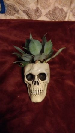 Skull agave azul