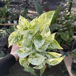 Snow Queen Pothos 