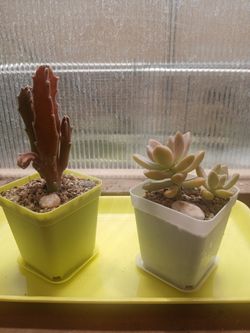 Potted Plants $5 each
