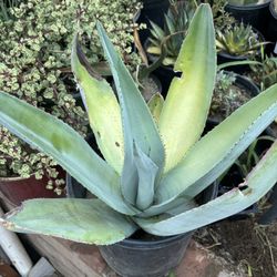 Agave Guiengola, 5 Gallon Pot Fully Rooted. Very Hard To Find At Nurseries 
