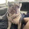 Cesar