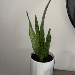 Snake Plant 