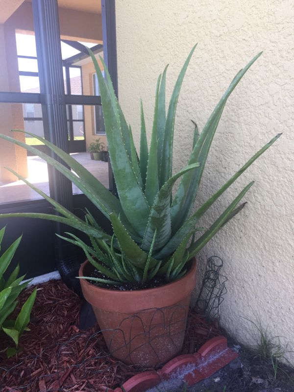 Very large Aloe Vera Plant for Sale in Gibsonton, FL OfferUp