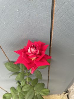 Rose Bush - A Rose Called LOVE