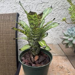Aechmea Fosteriana Variegated Bromeliad Pup
