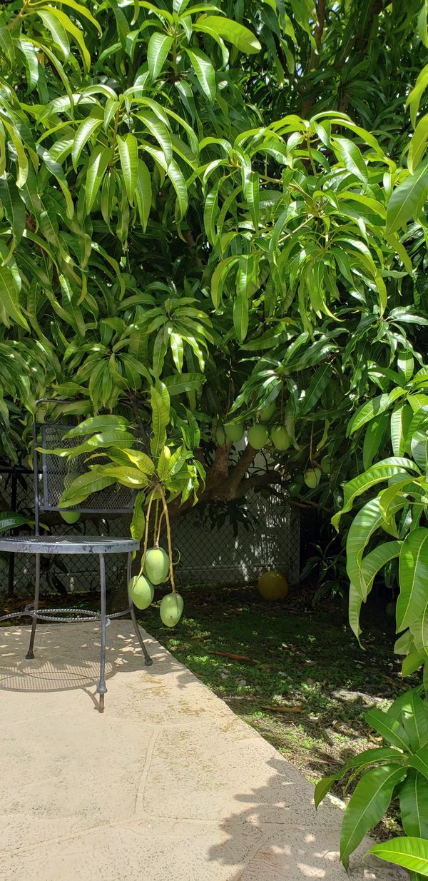Sweet mango tree for sale for Sale in Fort Lauderdale, FL OfferUp