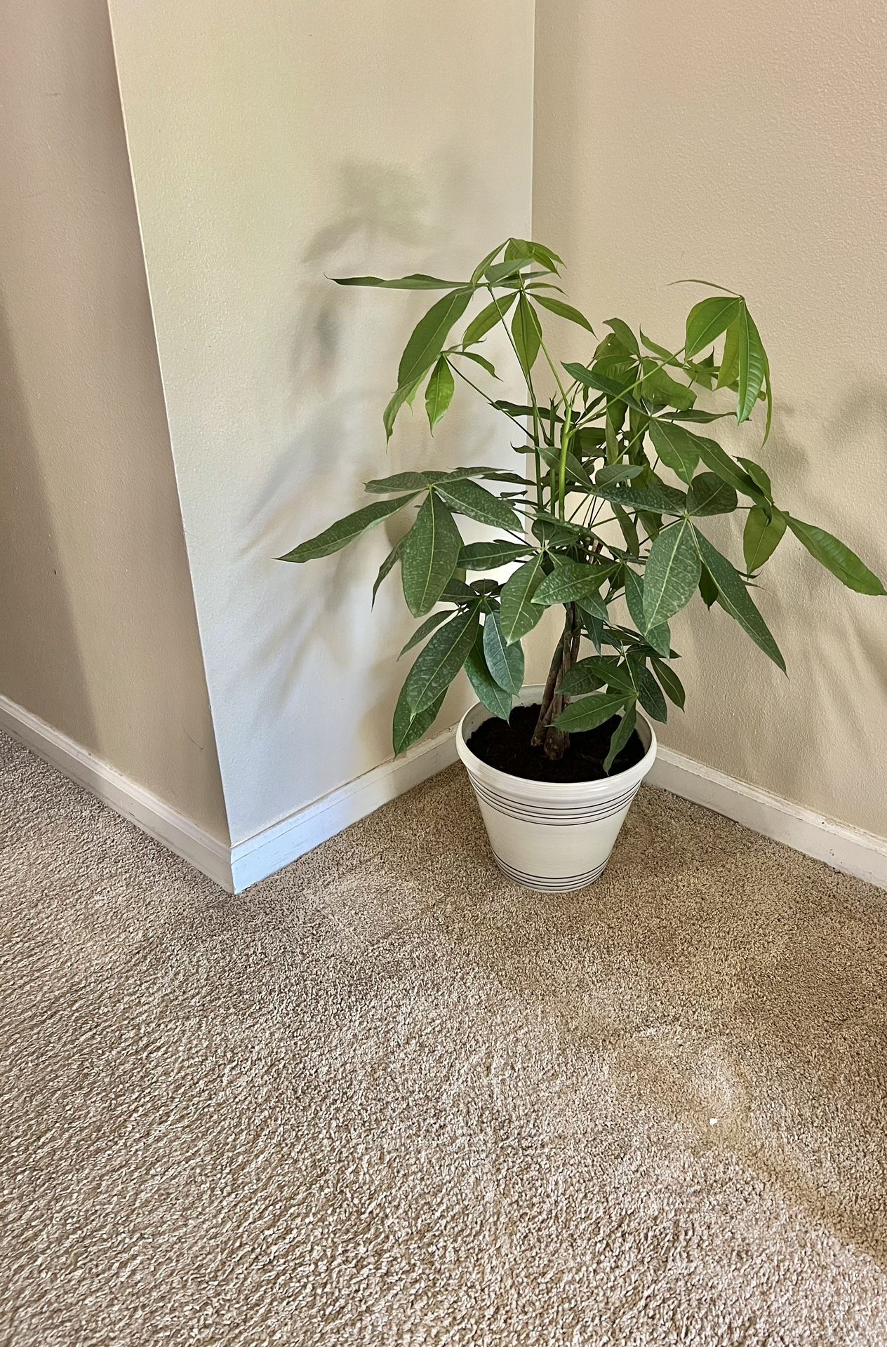 Money Tree 🌴