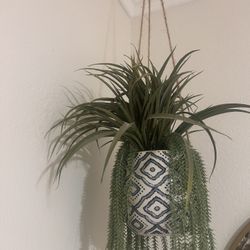 Hanging succulent Plant 