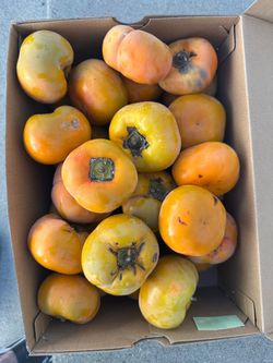 Organic fuyu persimmons