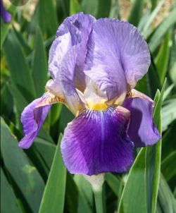 Bearded Iris Rhizomes Purple w/Yellow Flowers Plants