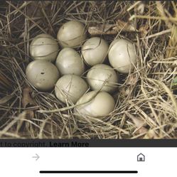 Pheasant And Chicken Eggs 