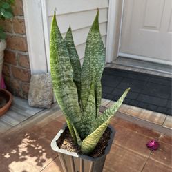 Snake Plant 