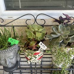 Many Succulent Planters