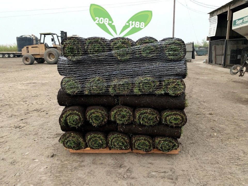 Best QUALITY Sod