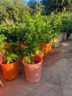 5 Gallon Size- Fruiting Age- Citrus Trees