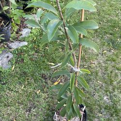 Butterscotch Sapodilla Tropical Fruit Plant 