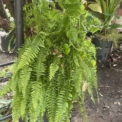 Planta