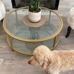 Glass Coffee Table