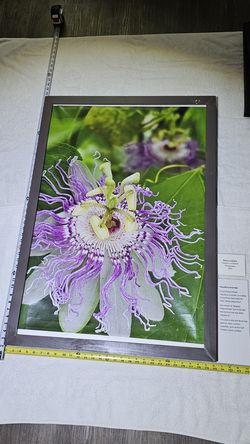 "Passiflora incarnata" Framed Art