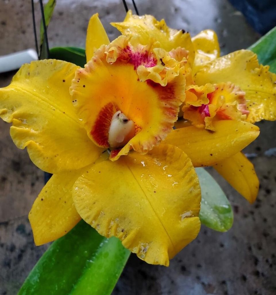 Cattleya Golden Ruby Orchid Flower Pots