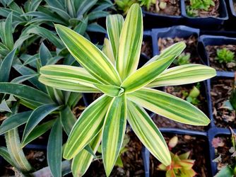 Agave Atenuatta Striata Tricolor Rare 6"