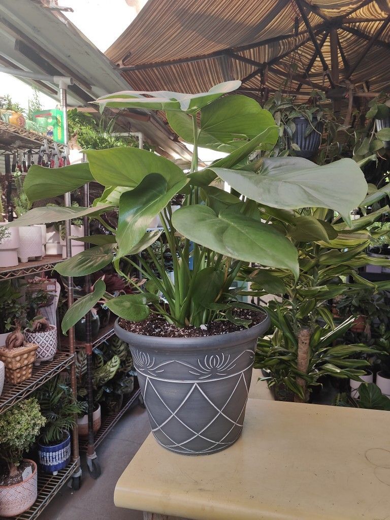 Monstera Deliciosa Indoor 