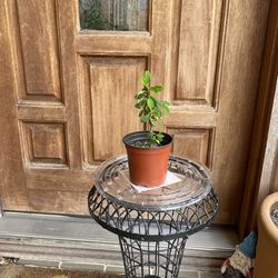 Corona de Cristo De Flor Pequeña Color Rojo Planta Pequeña